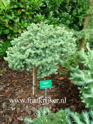 Larix kaempferi 'Cupido'