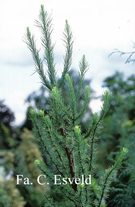Larix kaempferi 'Jacobsen's Pyramid' Larix kaempferi 'Jacobsen's Pyramid'