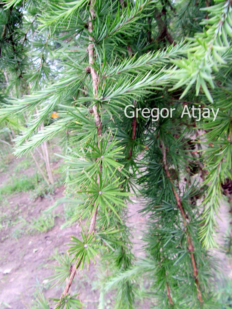 Larix sibirica