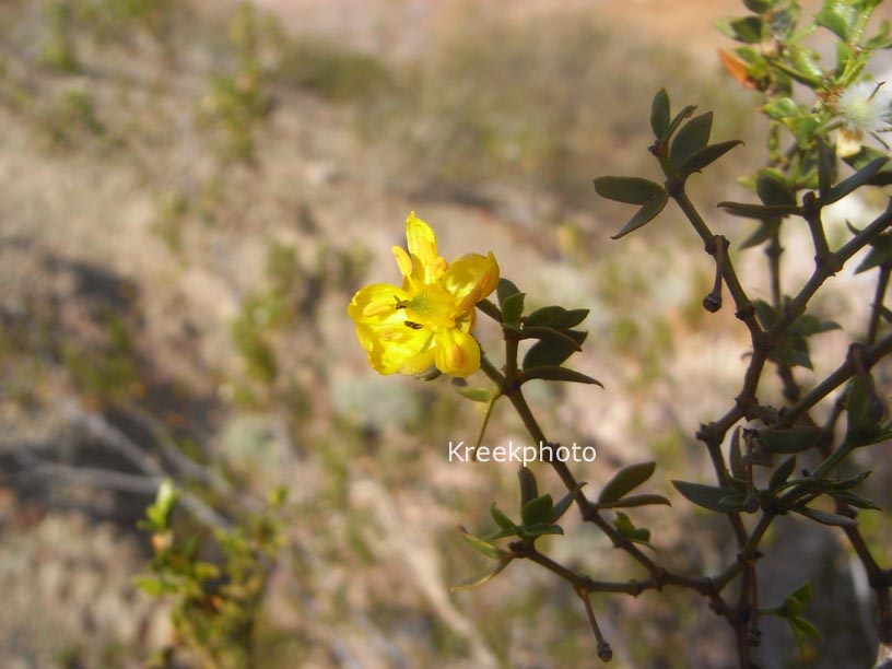 Larrea tridentata