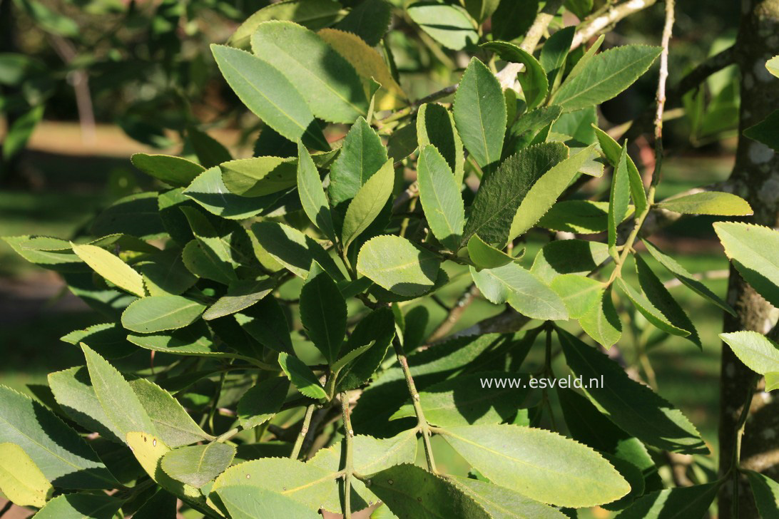 Laurelia sempervirens