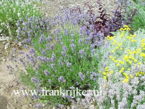Lavandula angustifolia 'Middachten' (69280)