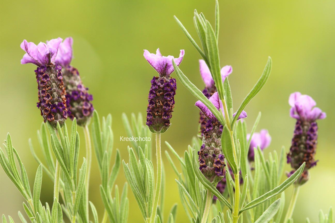 Lavandula stoechas 'Devon Compact'