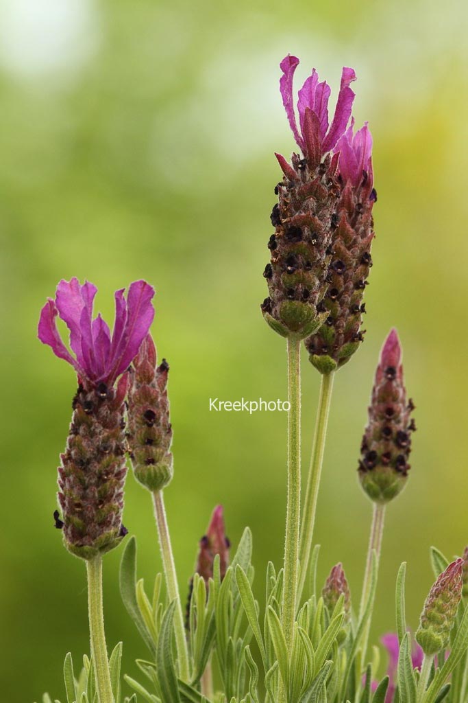 Lavandula stoechas 'Greek Mountain'