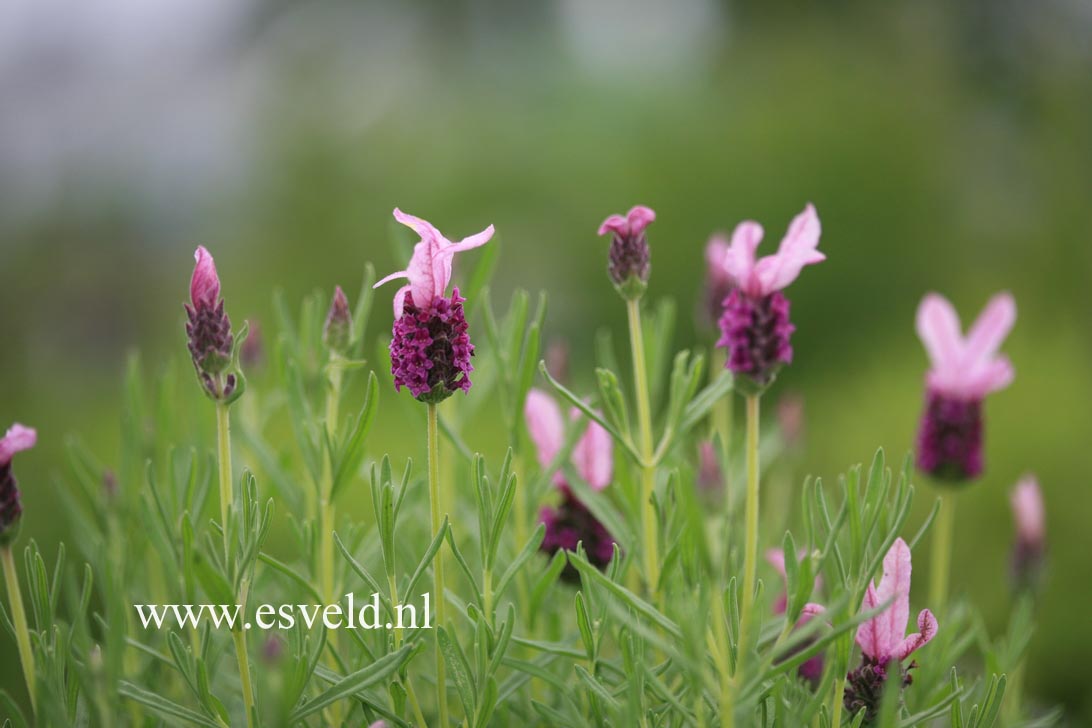 Lavandula stoechas 'Sugarberry Ruffles'