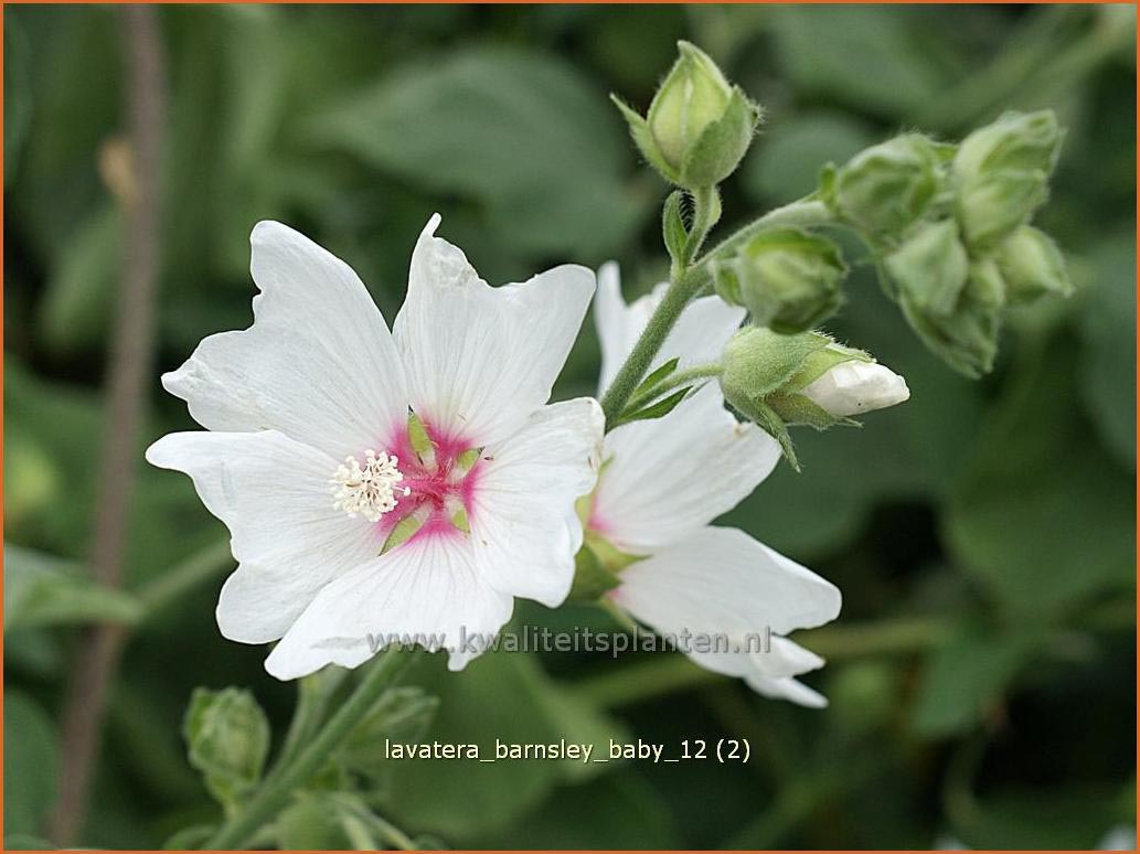 Lavatera 'Barnsley Baby' (C1222)