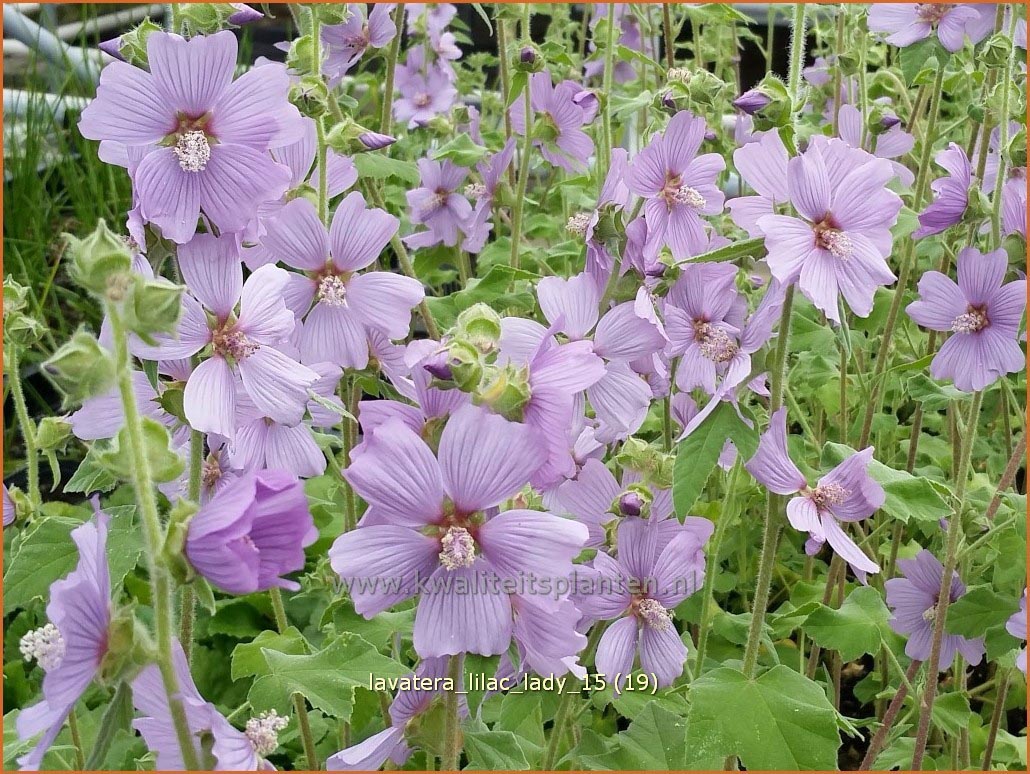Lavatera 'Lilac Lady' (C1223)
