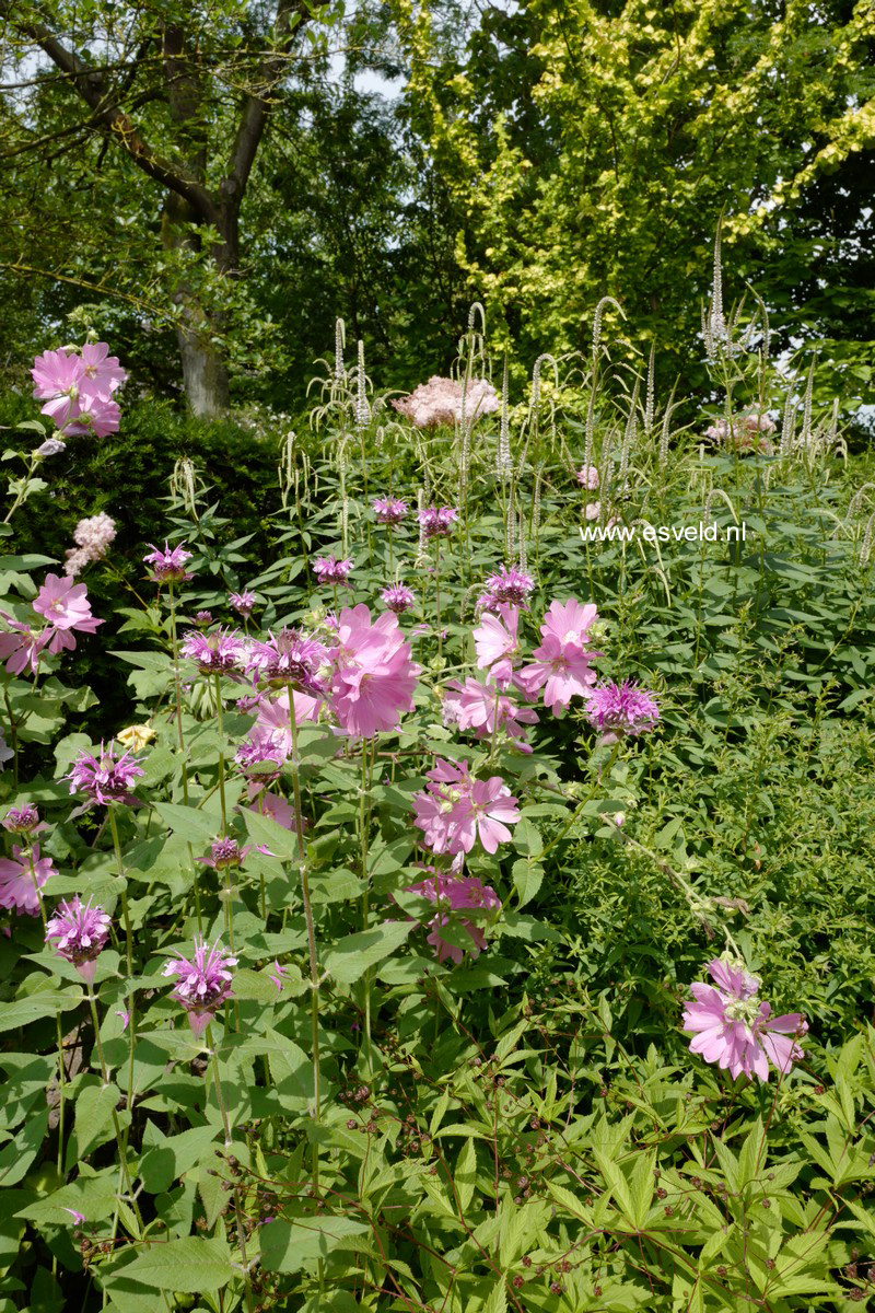 Lavatera 'Rosea'
