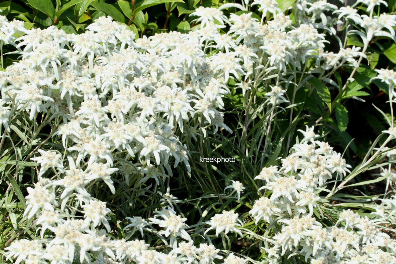 Leontopodium alpinum 'Everest'