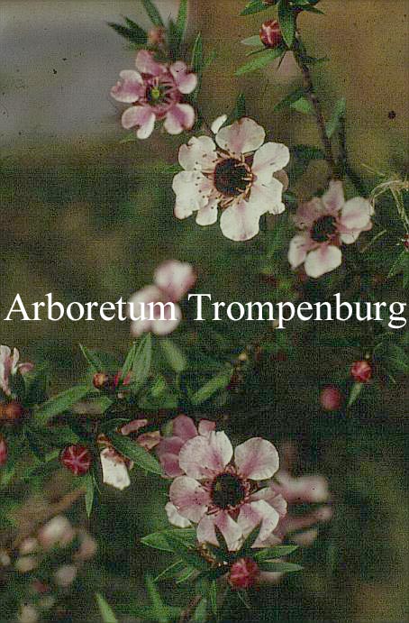 Leptospermum scoparium 'Keatleyi'