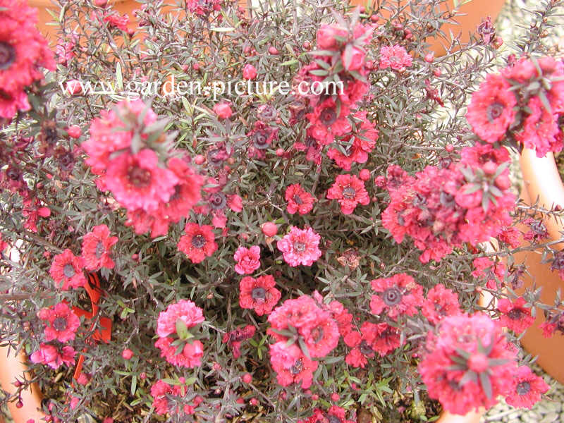 Leptospermum scoparium 'Red Damask'