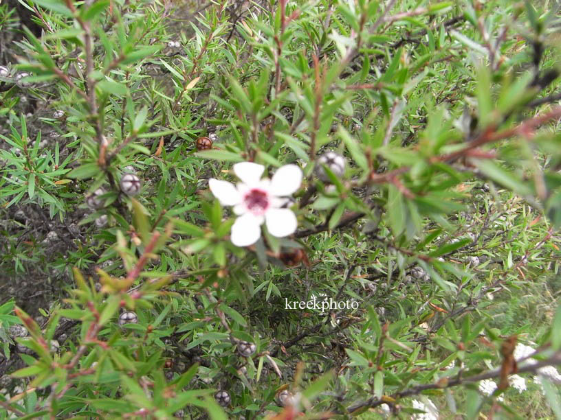 Leptospermum scoparium