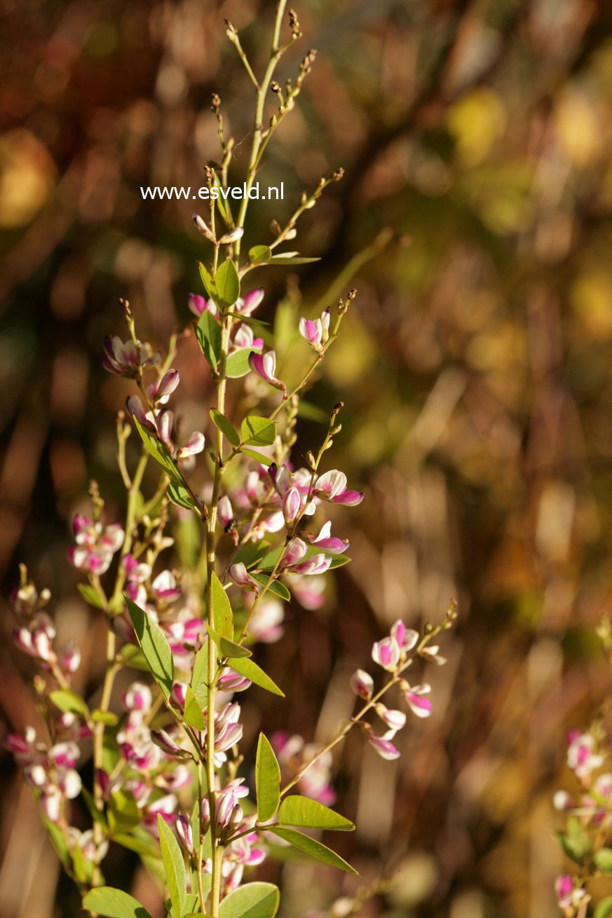 Lespedeza thunbergii 'Edo shibori'