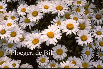 Leucanthemum 'Dwarf Snow Lady' (79449)