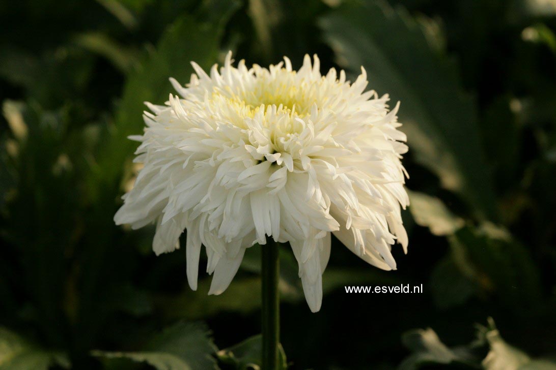 Leucanthemum 'Fiona Coghill' (48505)