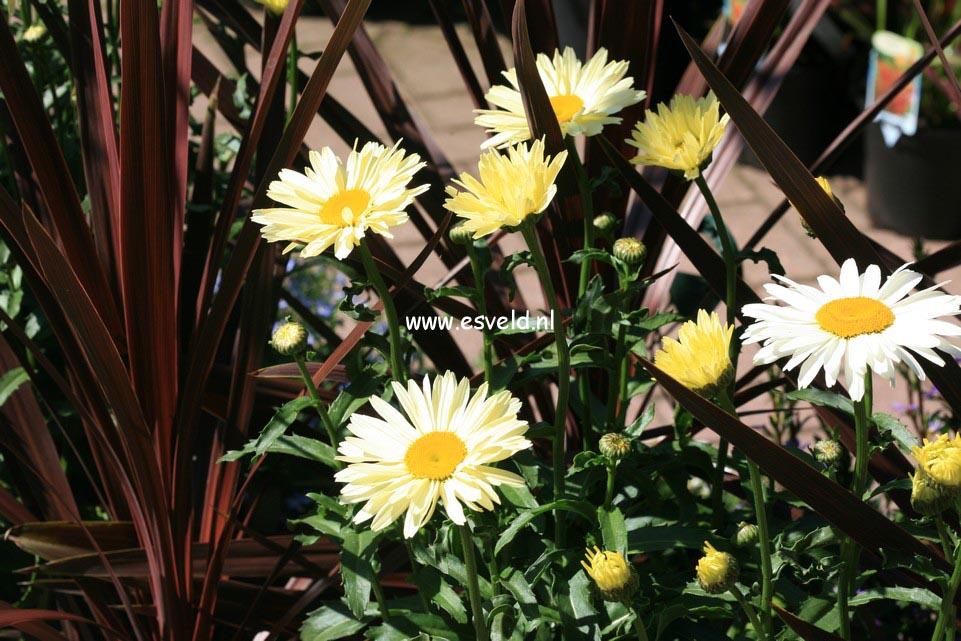 Leucanthemum 'Leumayel' (BROADWAY LIGHTS)