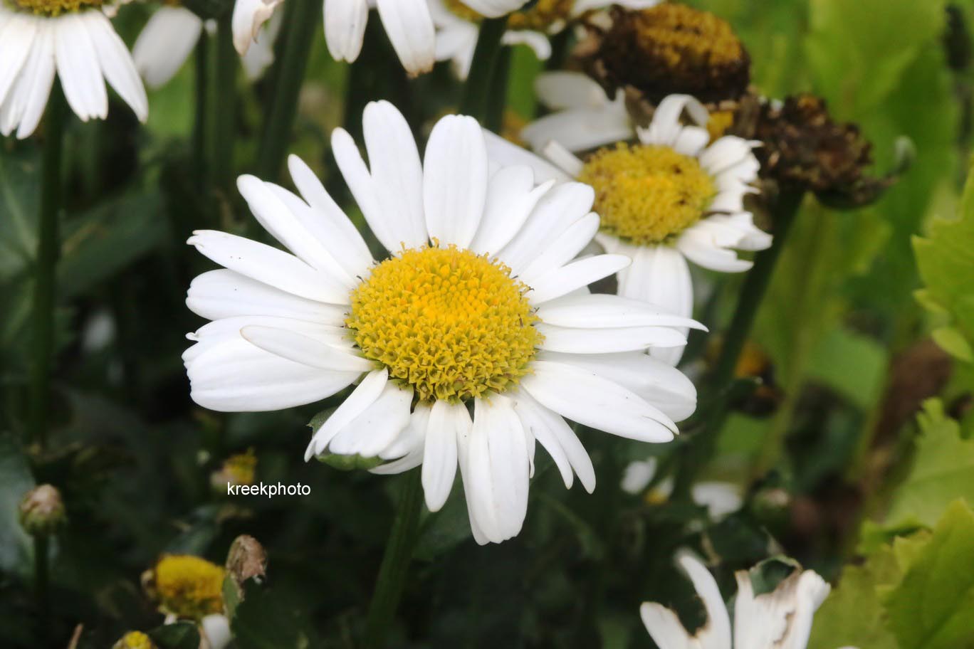Leucanthemum 'Snow Lady'