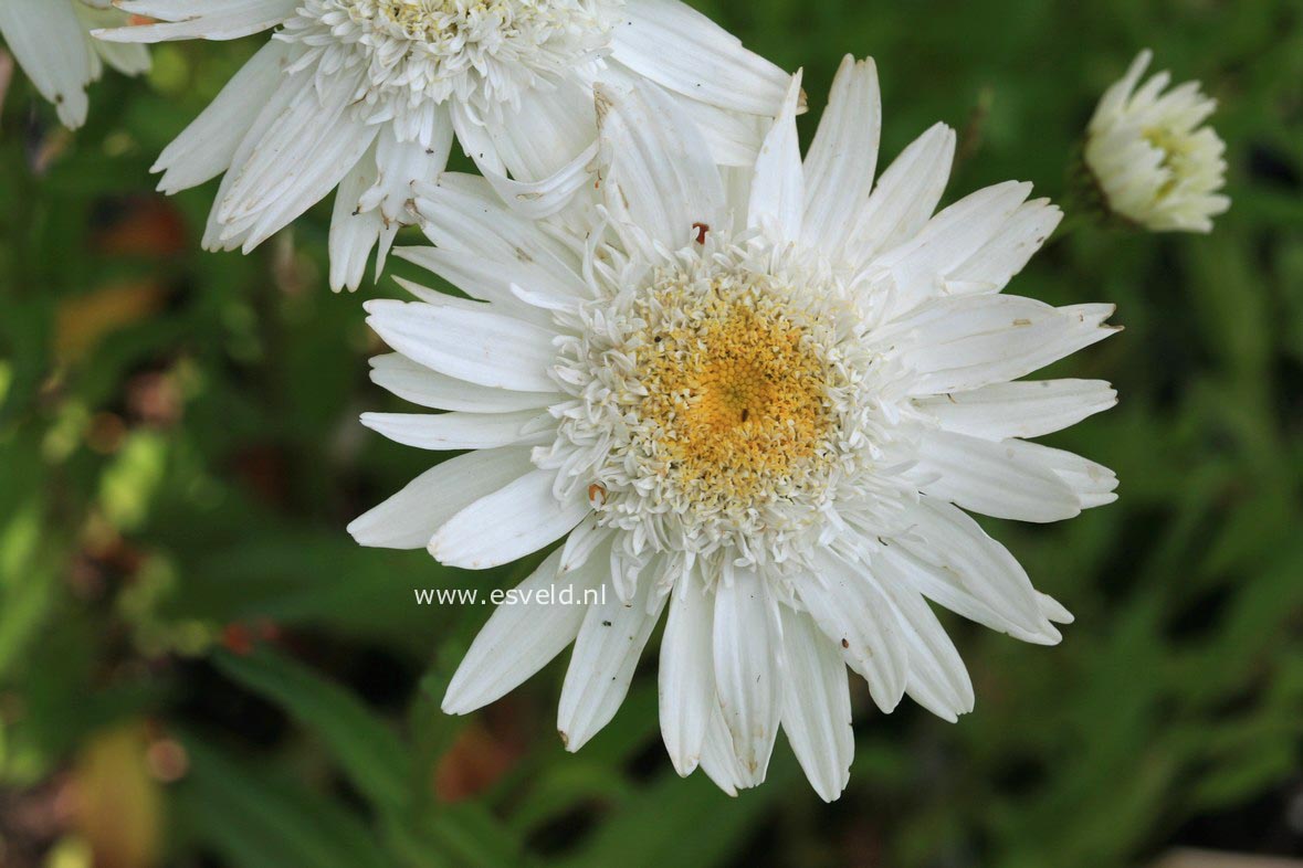 Leucanthemum 'Wirral Supreme'