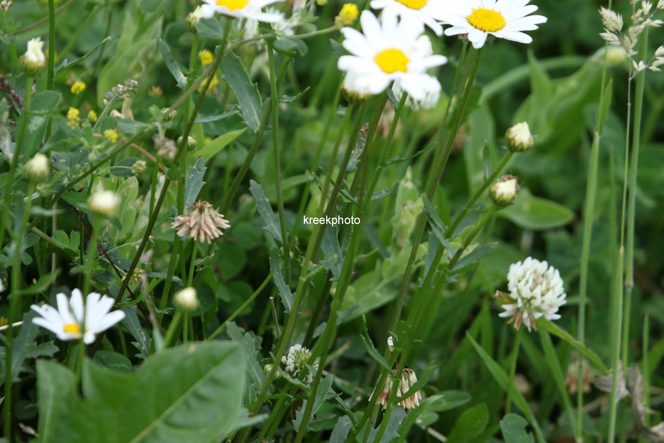 Leucanthemum vulgare