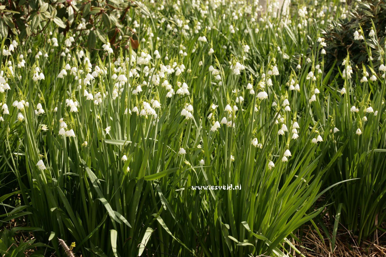 Leucojum aestivum 'Gravetye Giant'