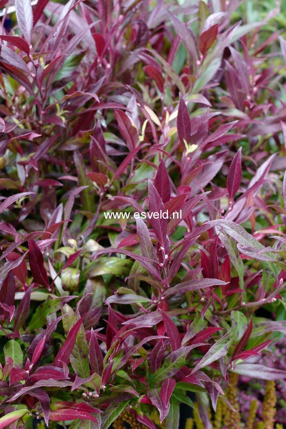Leucothoe 'Lipsbolwi' (RED LIPS)