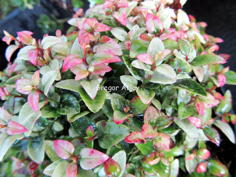 Leucothoe axillaris 'A.E.Wilson'