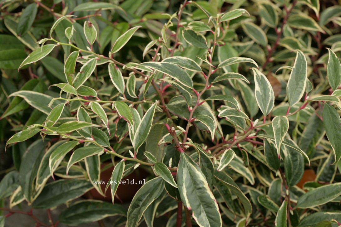 Leucothoe fontanesiana 'Howw' (WHITEWATER)