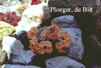 Lewisia 'Sunset Hybrids'