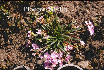 Lewisia pygmaea