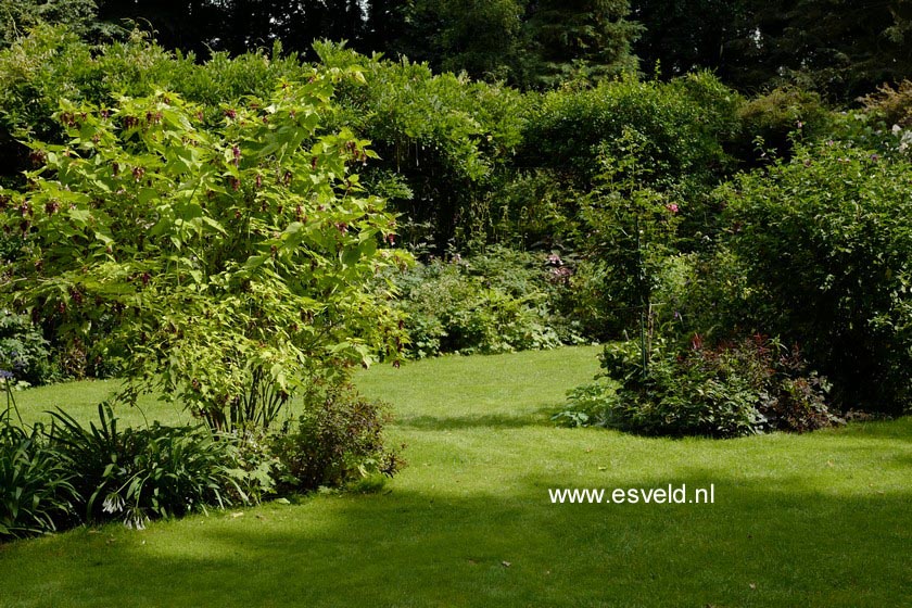 Leycesteria formosa 'Notbruce' (GOLDEN LANTERN)