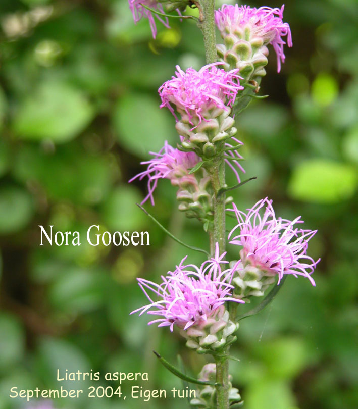 Liatris aspera