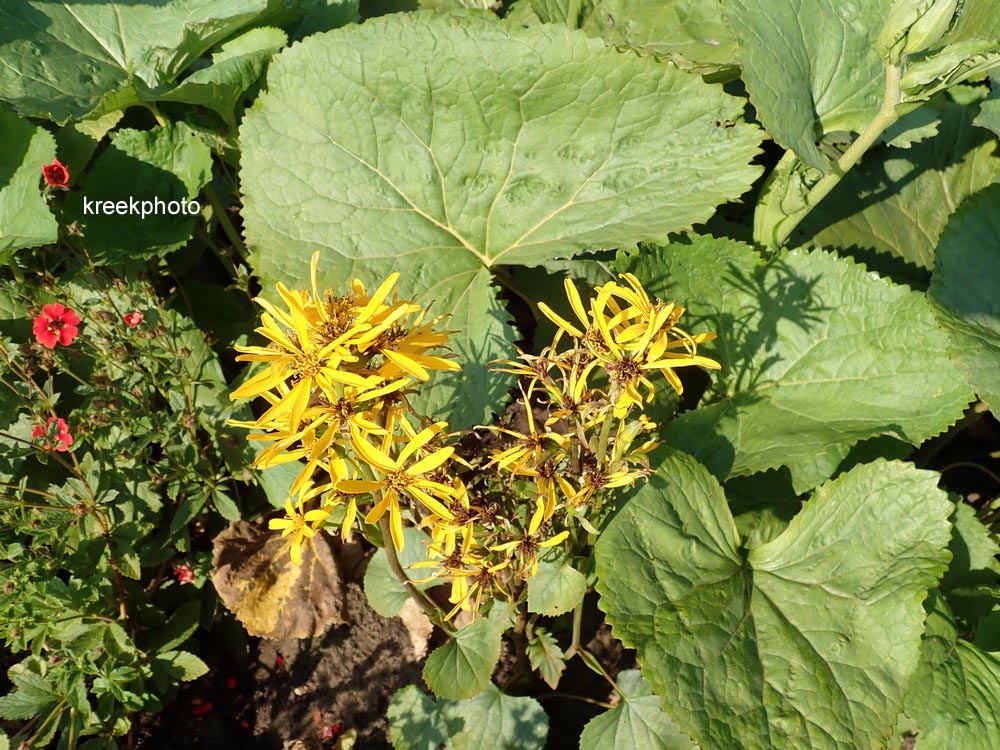 Ligularia hessei 'Gregynog Gold'