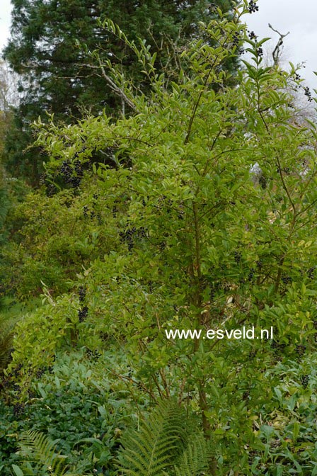 Ligustrum 'Berry Boom'