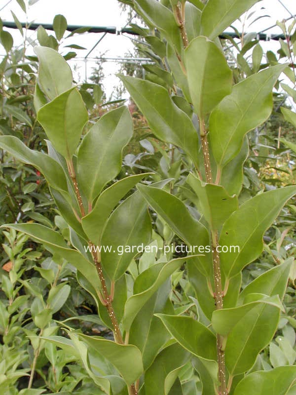 Ligustrum japonicum 'Melgreen' (GREEN CENTURY)