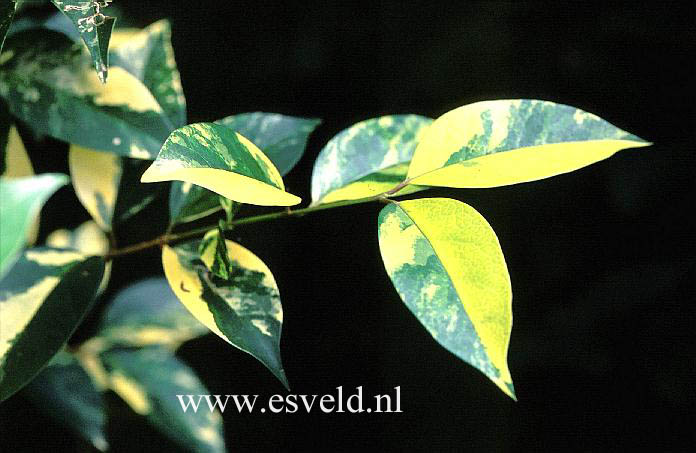 Ligustrum lucidum 'West Hatch Glory'