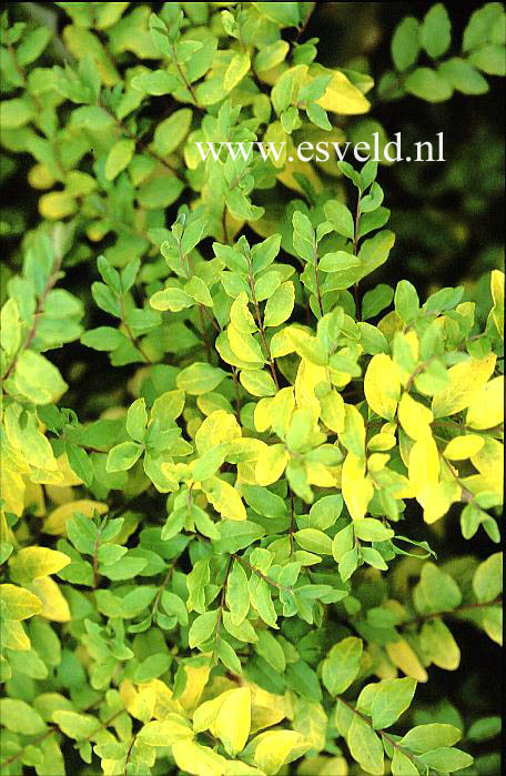 Ligustrum ovalifolium 'Lemon and Lime'