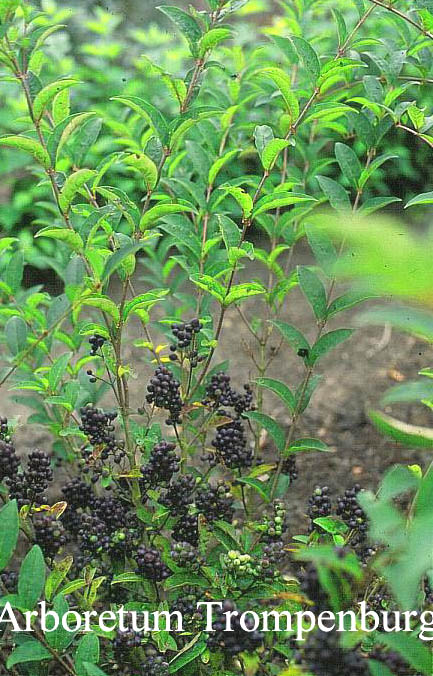 Ligustrum tschonoskii 'Little Thomas'