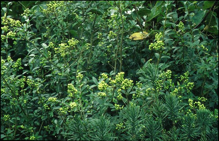 Ligustrum vulgare 'Golden Drops'