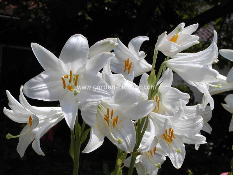 Lilium candidum