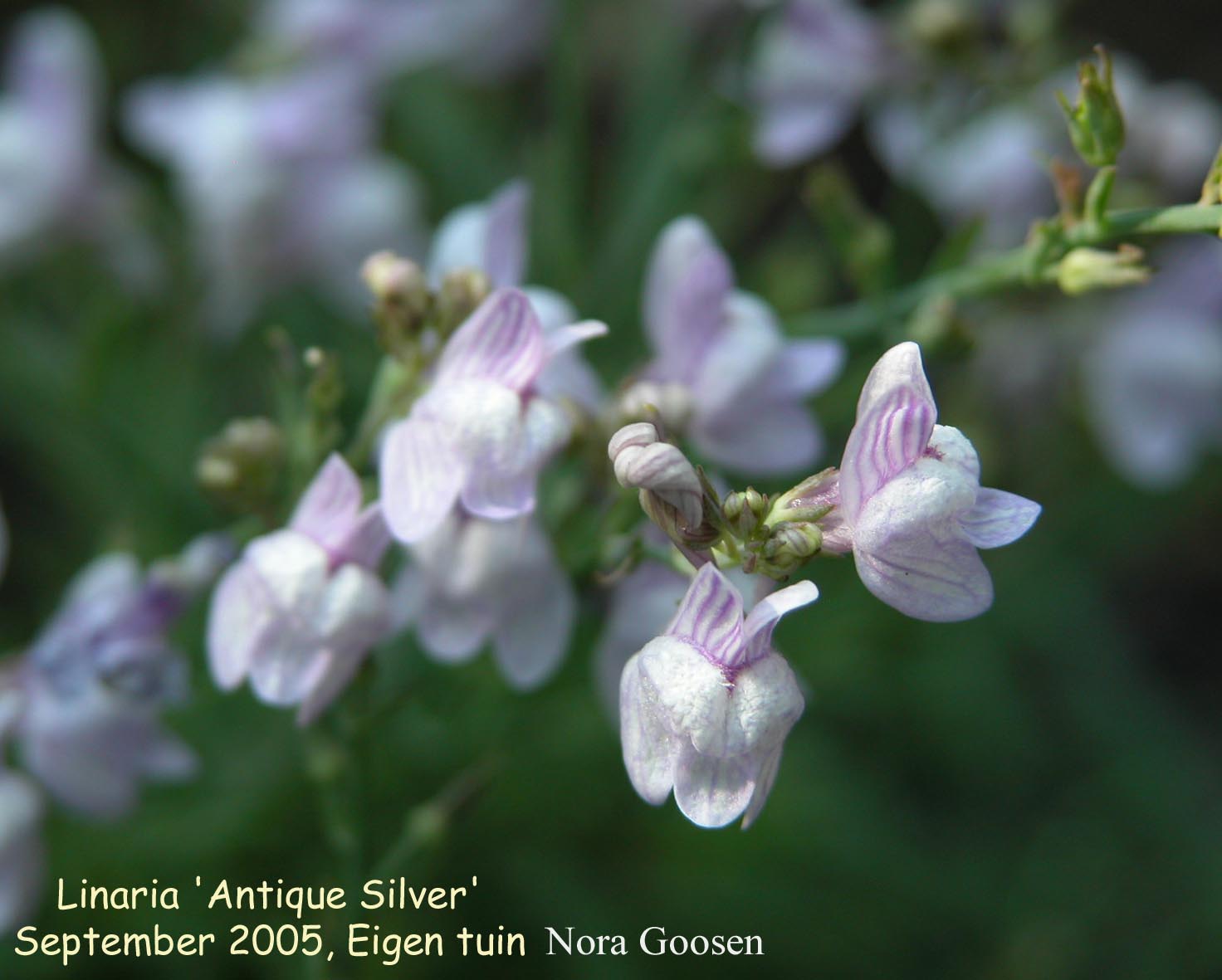 Linaria 'Antique Silver' Linaria 'Antique Silver'