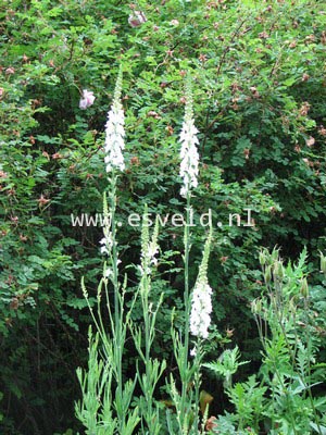 Linaria purpurea 'Alba'