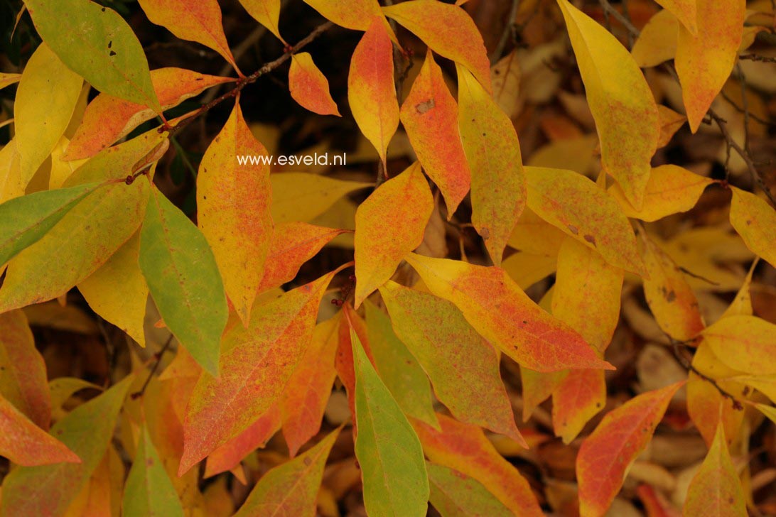 Lindera erythrocarpa