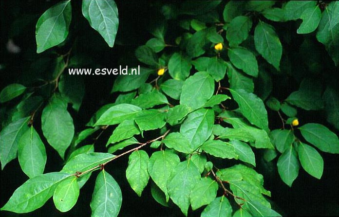 Lindera praecox Lindera praecox