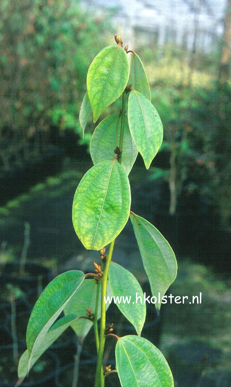 Lindera strychniphylla