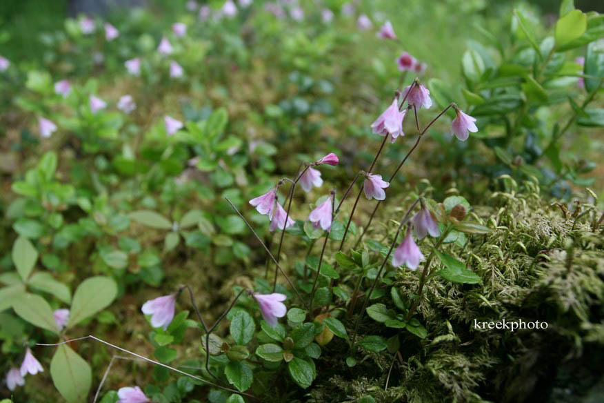 Linnaea borealis
