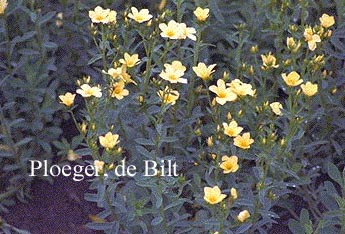 Linum flavum Linum flavum