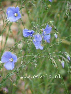 Linum perenne 'Saphir' (82256)