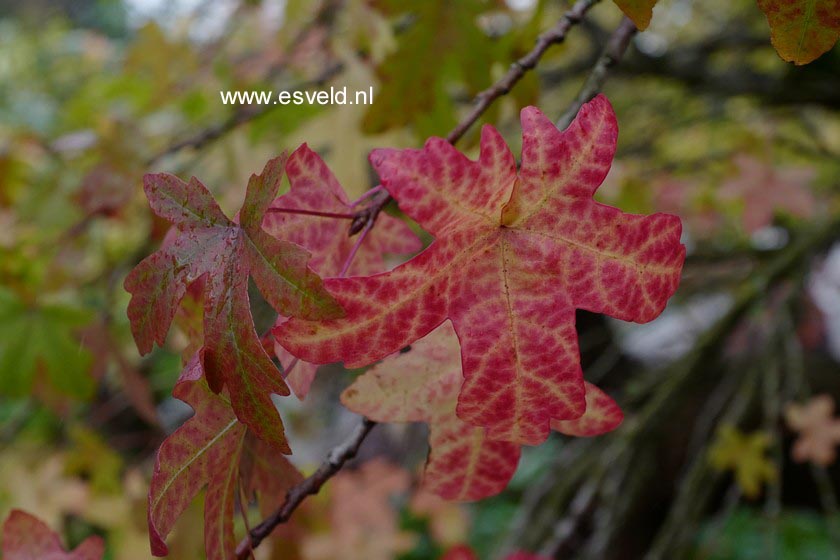 Liquidambar orientalis