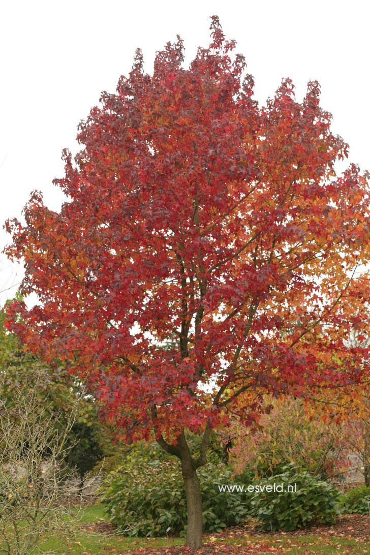 Liquidambar styraciflua 'Aurora'