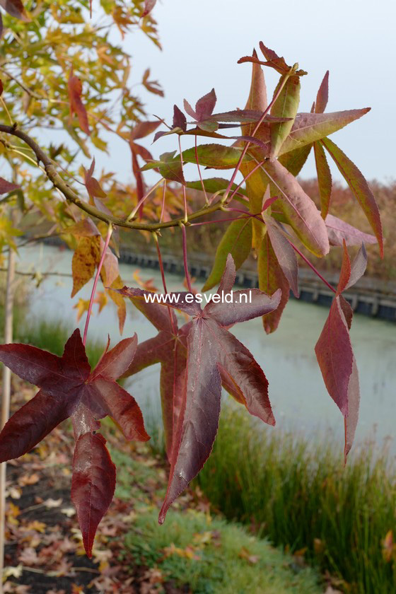 Liquidambar styraciflua 'Kia'